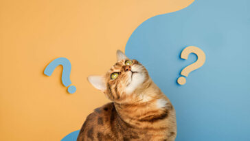 ANSWER YOUR CAT's QUESTIONS Day