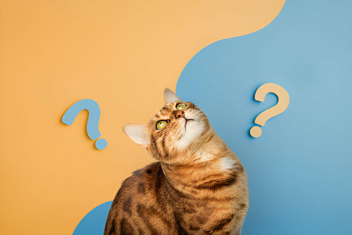 ANSWER YOUR CAT's QUESTIONS Day