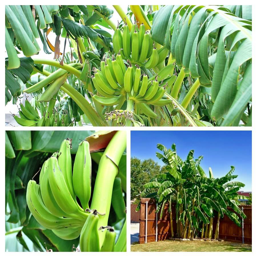 Bountiful Banana Harvest