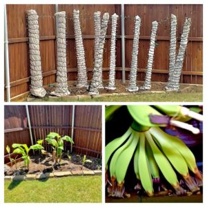 Banana Tree Seedlings