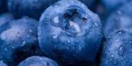 National BLUEBERRY Day