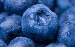 National BLUEBERRY Day