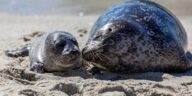 International Day of the SEAL