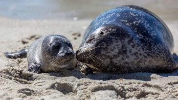 International Day of the SEAL