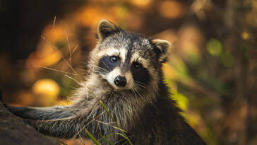 International RACCOON Day