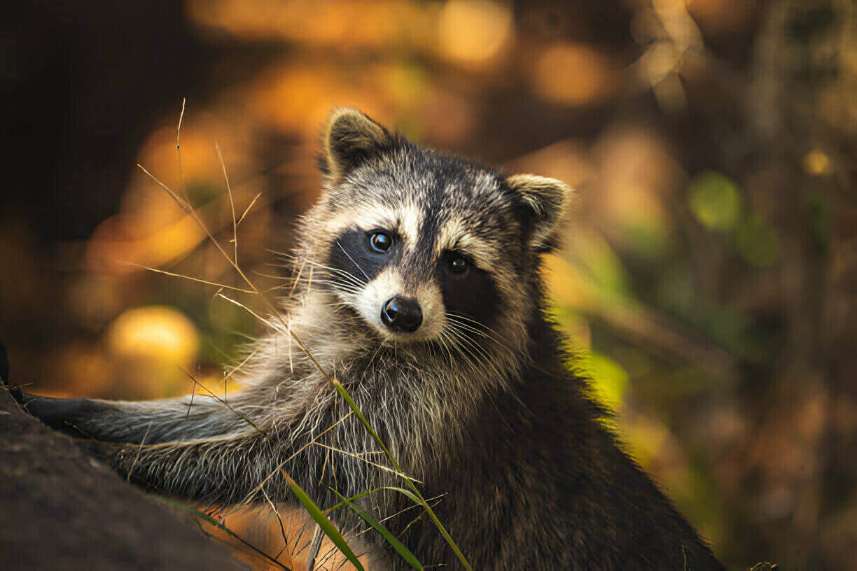 🦝 International RACCOON Day 2024 Oct 1 •