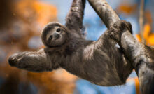 International SLOTH Day
