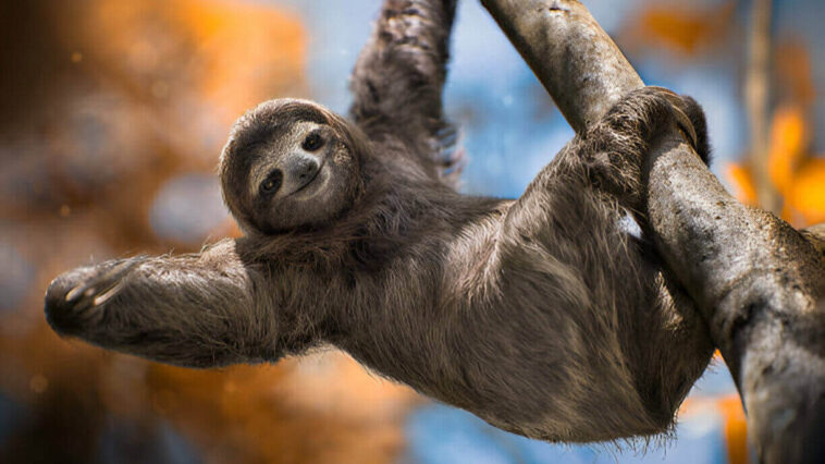 International SLOTH Day