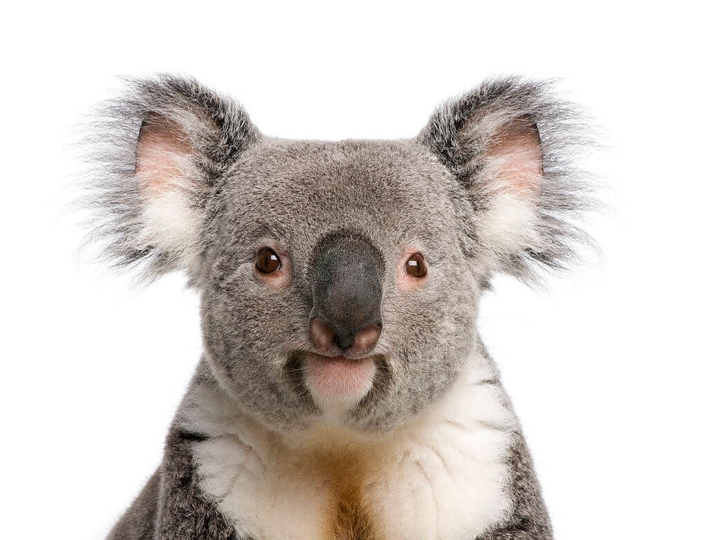 Koala ANIMALS Icon