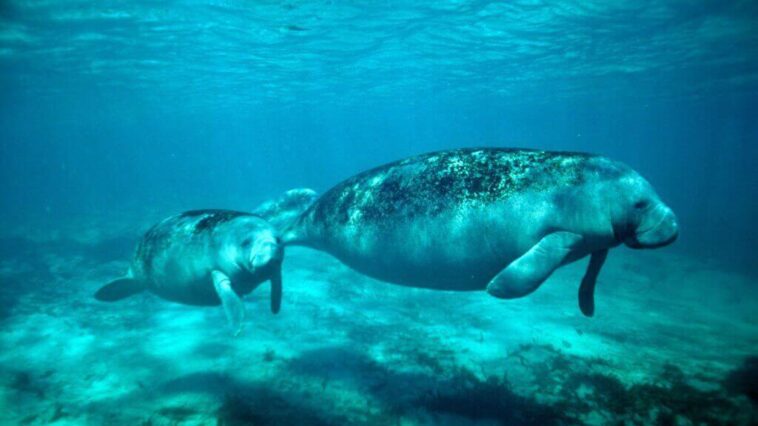 MANATEE Appreciation Day