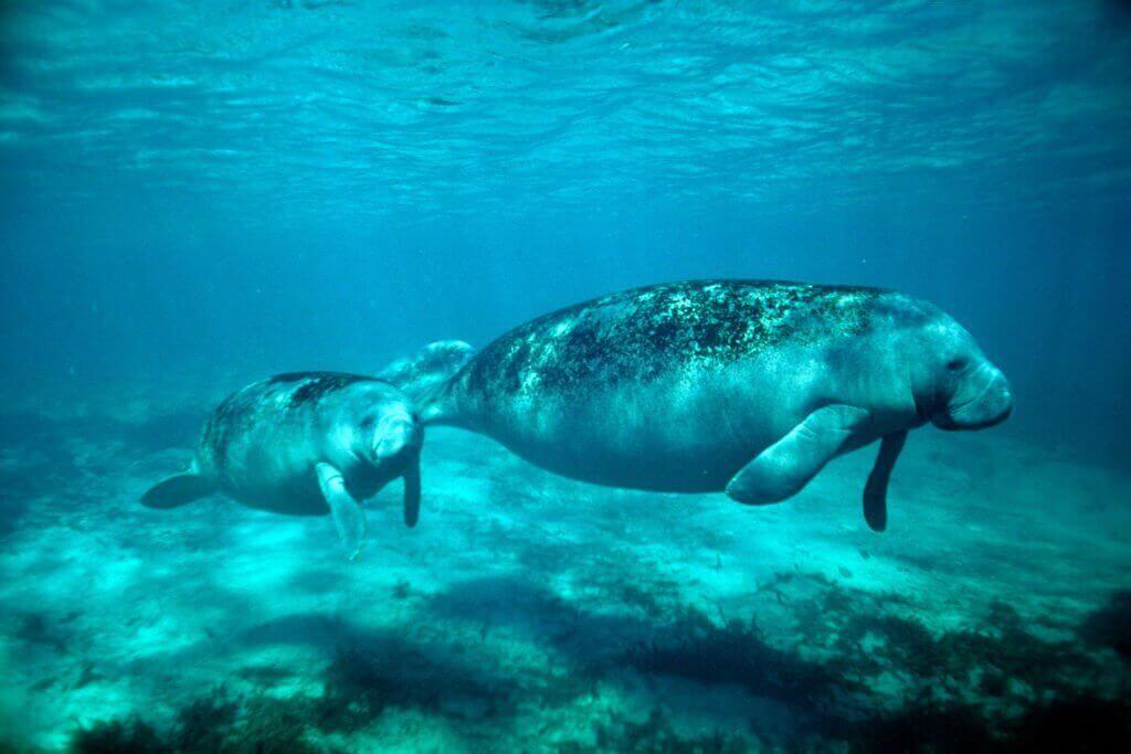 MANATEE Appreciation Day