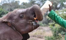 SAVE the ELEPHANT Day