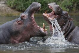 World HIPPO Day