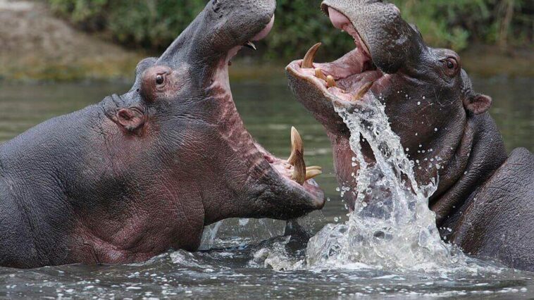 World HIPPO Day