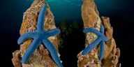 World OCEANS Day