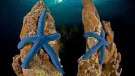 World OCEANS Day