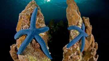 World OCEANS Day