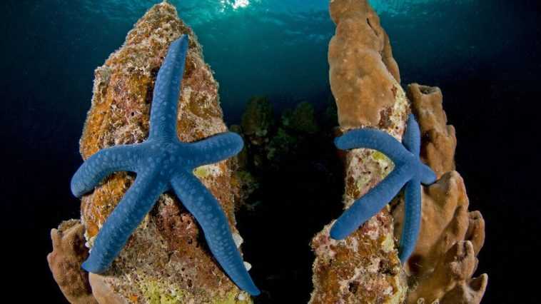 World OCEANS Day