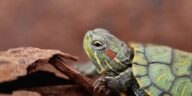 World TURTLE Day